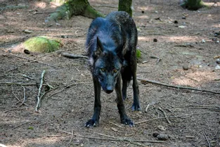 Avec les loups du parc animalier des Monts de Guéret, l'écosystème se réveille