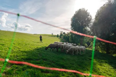 Le loup présent "en permanence" en Corrèze : comment l'État compte renforcer la sécurité des troupeaux