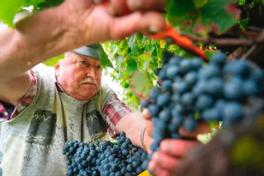 Sur les coteaux du Cantal méridional perdure la tradition des vins Entraygues-Le Fel grâce à la famille Broha