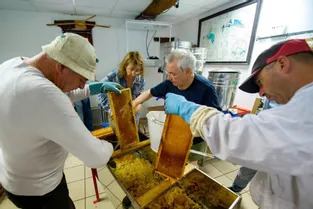 La récolte du miel n’est pas très bonne au rucher des Réaux