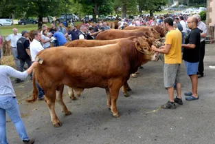 Les éleveurs de bovins étaient au petit soin pour leurs animaux, hier, au comice agricole de Juillac