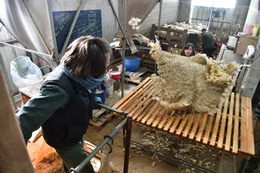 L'étape de la tonte et du tri de la laine des brebis pour le collectif les Bergères s’emmêlent en haute Corrèze