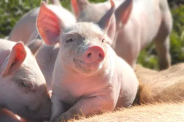 Lait, porc : des produits labellisés AB vendus moins cher que des produits non bio