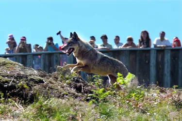 Record d'affluence cet été pour les loups du parc des Monts de Guéret