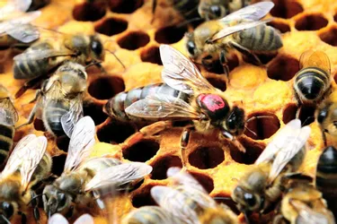 Les apiculteurs amateurs aideront-ils à les sauver ?
