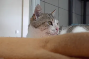 Poupinette, une petite chatte de 6 ans, est à adopter à l'APA du Puy-de-Dôme