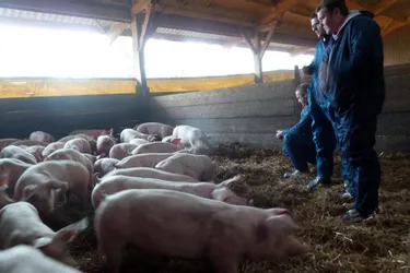 Le porc haut de gamme du groupe Altitude a trouvé un débouché au Pays-Bas
