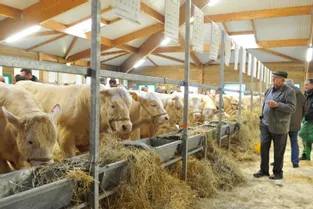 Le Herd Book Charolais a organisé au Marault (Nièvre) une vente aux enchères de veaux vêlage facile