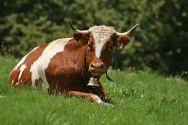La vache Ferrandaise, typique du Livradois-Forez (Puy-de-Dôme) se construit un nouvel avenir