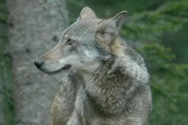 Les apparitions les plus marquantes du loup en Auvergne