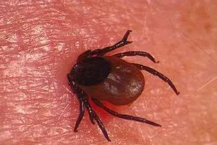 Des conseils pour éviter la maladie de Lyme