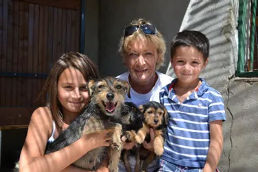 Une cinquantaine de chiens à adopter chez SOS animaux