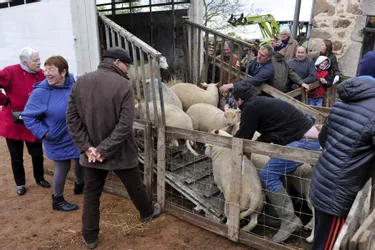 Petite laine de rigueur à la foire aux ovins