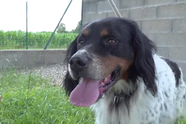 Joli Cœur, chien croisé setter, est à adopter à l'APA du Puy-de-Dôme