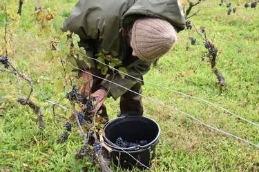 Pourquoi ne pas réexploiter les coteaux de la vallée de la Ribeyre (Haute-Loire) avec de la vigne ?