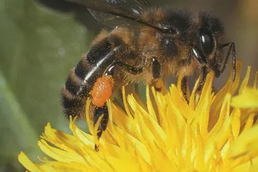 L’abeille : sentinelle de l’environnement