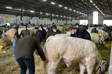 Les charolaises jugées ce mercredi à huis clos au concours d'animaux de boucherie à Montluçon (Allier)