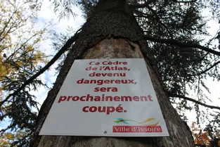 Pourquoi l'un des plus grands arbres du square René-Cassin d'Issoire va-t-il être abattu ?