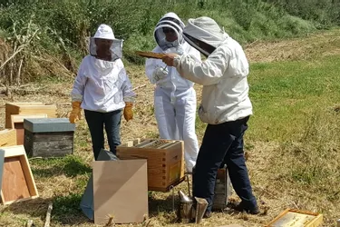 Trois ruches feront leur miel à l’aéroport de Clermont Auvergne