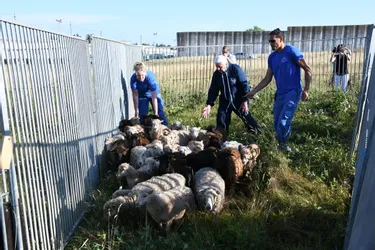 Les moutons en éco-pâturage à la prison de Moulins pris en charge par la Fondation Bardot