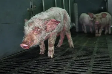 Images « choc » d'un élevage intensif de cochons à Barrais-Bussolles (Allier) : la FNE monte aussi au créneau
