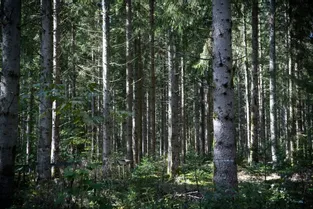 Nos forêts meurent du changement climatique