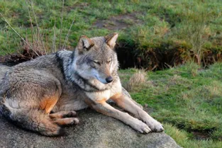 Un témoin pense avoir observé un loup à Paulhac. Les scientifiques émettent des réserves.