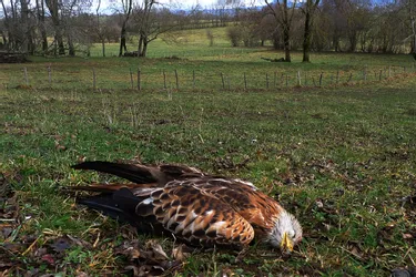 L'hécatombe des oiseaux de nos campagnes s'accélère en Limousin