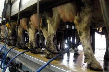 « Nous allons subir la suppression des quotas laitiers »