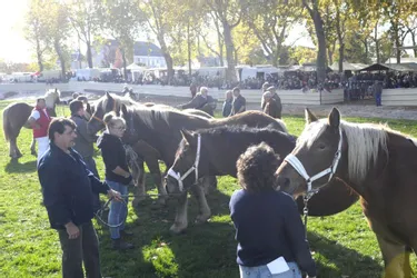 Une centaine de chevaux ont été présentés au vélodrome de la commune, hier matin