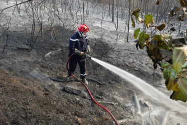 Un incendie détruit deux hectares de forêt