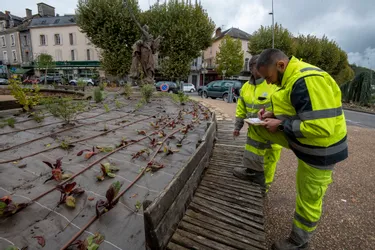 "Massif à cueillir" et plantations de rue : Tulle (Corrèze) opte pour davantage de verdure dans la cité