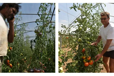 Leurs tomates poussent à côté de Limoges