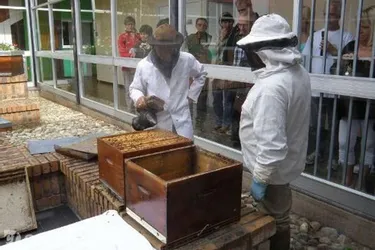 Bientôt le 7e Salon du miel et des abeilles