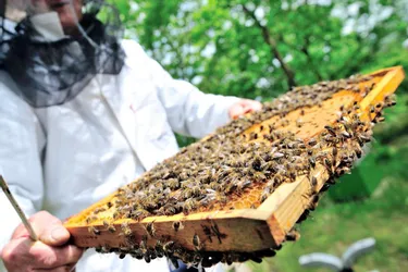 Les premiers kilos de miel ont été récoltés ou vont bientôt l’être dans les ruches