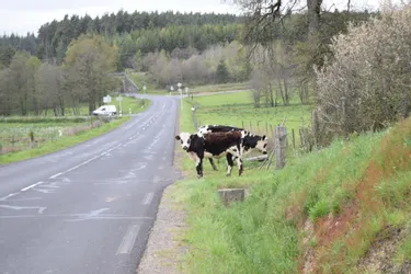Quand les vaches s'invitent sur les routes cantaliennes