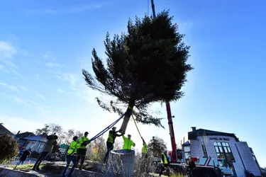 Les sapins de Noël "sont bien des arbres morts" soutient une élue écologiste de Brive (Corrèze)