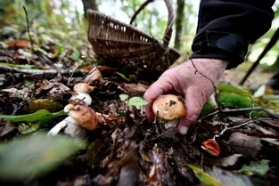 La cueillette de champignons est encore possible pendant le confinement dans le Puy-de-Dôme