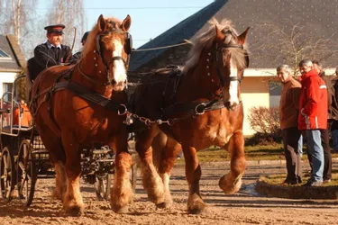 Plus de cent vingt chevaux de trait à Turgis