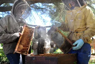 La production de miel en forte baisse dans l’Allier cette année à cause de la météo