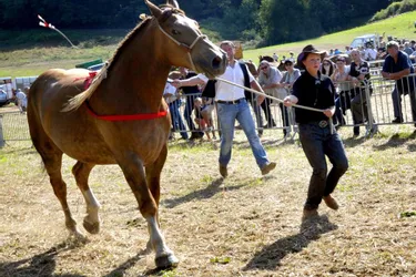 Le Comice agricole du canton a organisé, hier, un concours de chevaux de lourds