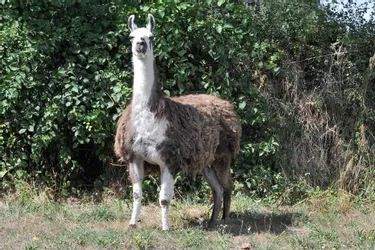 Mais à qui appartient le lama retrouvé dans un champ à Huriel (Allier) ?