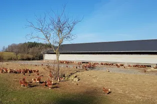La demande d'oeufs de poules élevées en plein air explose dans le Cantal