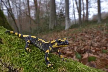 Des salamandres de feu nichent dans les parcs du château du Bost à Bellerive-sur-Allier