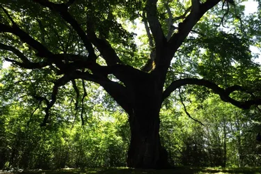 Le tilleul de Sully classé arbre remarquable