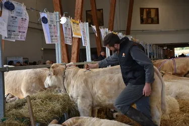 Au concours de charolais dans le Puy-de-Dôme, le ras-le-bol des éleveurs contre les vegans "extrémistes"