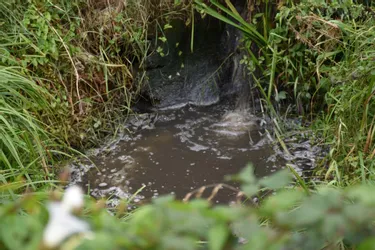 L'association Brézentine environnement préoccupée par l’état d'un ruisseau à Dun-le-Palestel (Creuse)