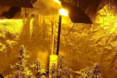 Les gendarmes découvrent 17 plants de cannabis chez un jeune habitant de Vertaizon (Puy-de-Dôme)
