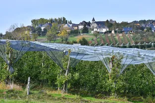 Face à face dans les vergers : les nouvelles règles pour les pesticides en Corrèze divisent