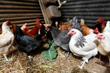 Grippe aviaire : plus aucune zone réglementée dans le Puy-de-Dôme